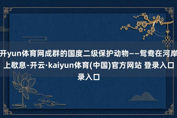 开yun体育网成群的国度二级保护动物——鸳鸯在河岸上歇息-开云·kaiyun体育(中国)官方网站 登录入口